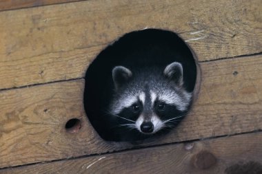 Ormandaki bir rakunun portresi