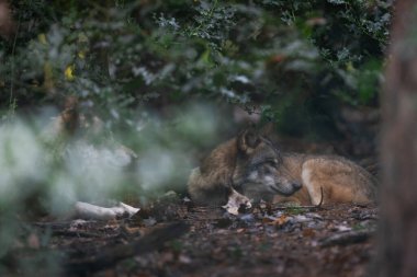 Ormandaki gri bir kurdun portresi
