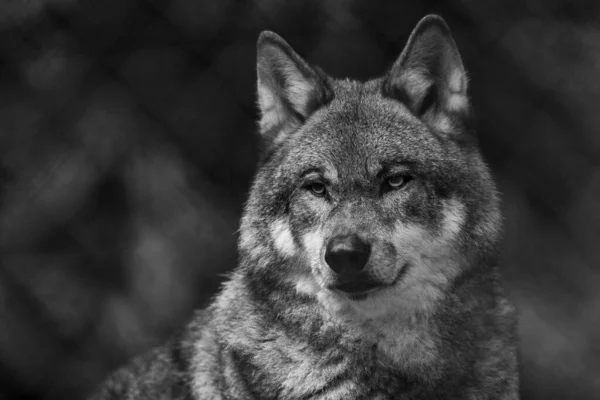 Portrait Gray Wolf Forest — Stock Photo, Image