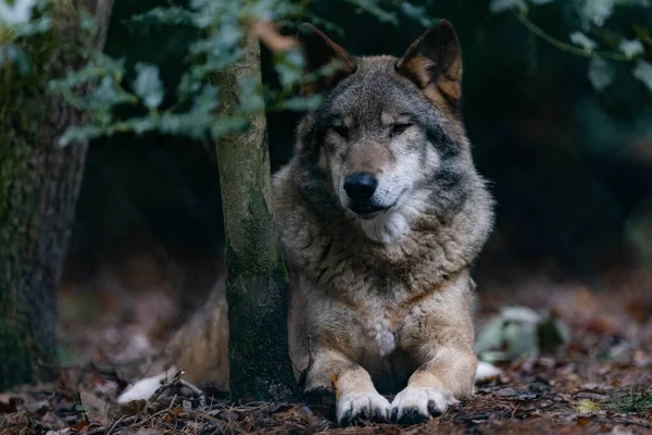 늑대의 — 스톡 사진