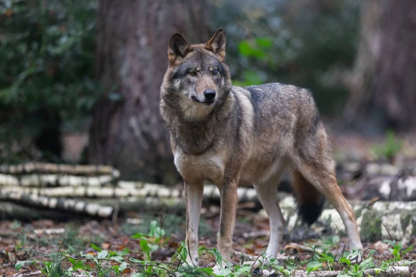 森の中のオオカミの肖像画 — ストック写真