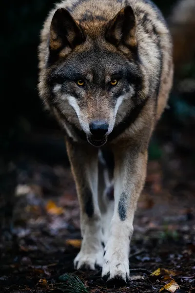 Retrato Lobo Gris Bosque — Foto de Stock