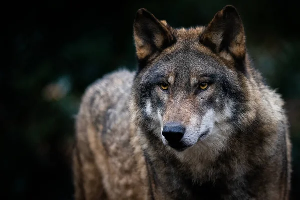 Retrato Lobo Cinzento Floresta — Fotografia de Stock