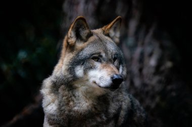 Ormandaki gri bir kurdun portresi