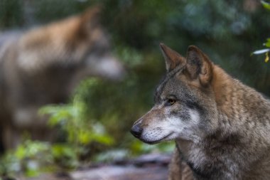 Ormandaki gri bir kurdun portresi