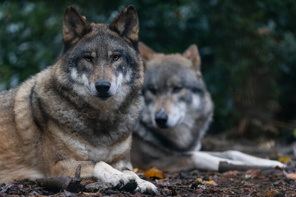 Portrait of a gray wolf in the forest