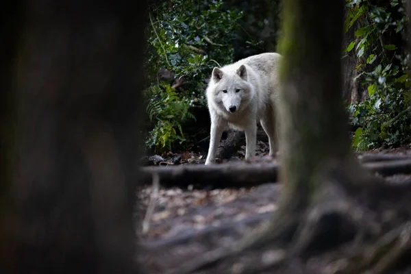 森林里的艺术狼的画像 — 图库照片