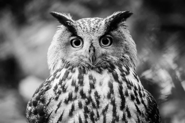 Retrato Uma Coruja Águia Eurasiana Uma Árvore — Fotografia de Stock