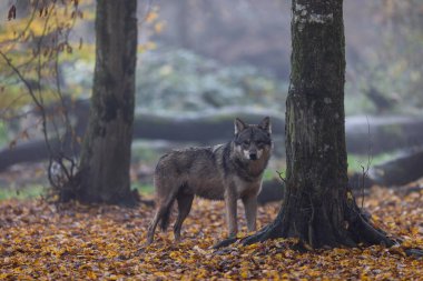 Ormanda gri bir kurt