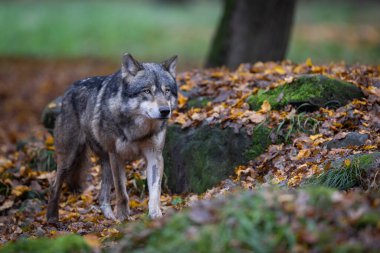 Ormanda gri bir kurt