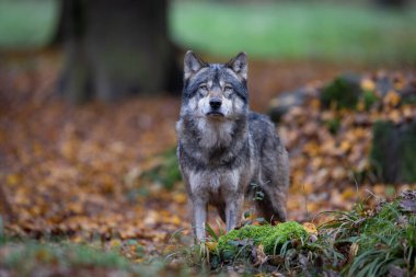 Ormanda gri bir kurt