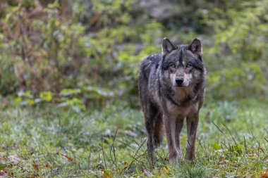 Ormanda gri bir kurt