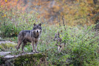 Ormanda gri bir kurt