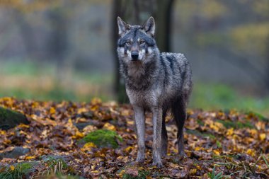 Ormanda gri bir kurt