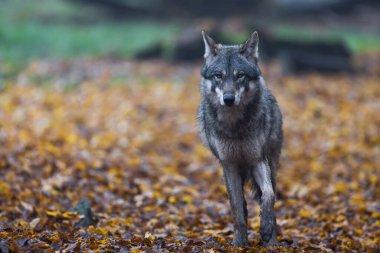 Ormanda gri bir kurt