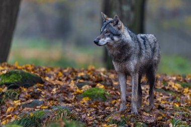 Ormanda gri bir kurt