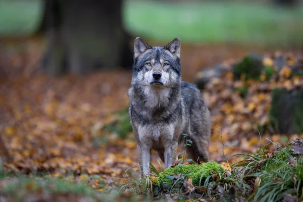 Loup Gris Dans Forêt — Photo