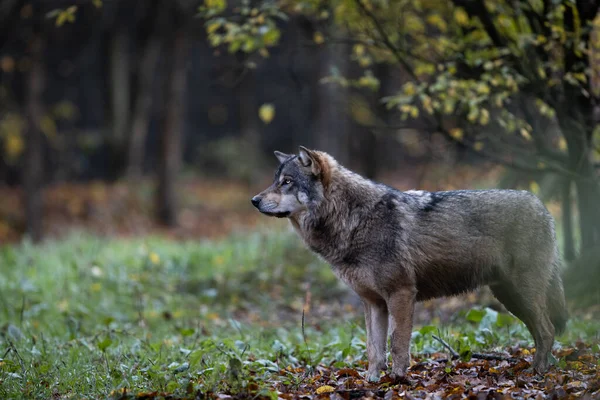 Ένας Γκρίζος Λύκος Στο Δάσος — Φωτογραφία Αρχείου