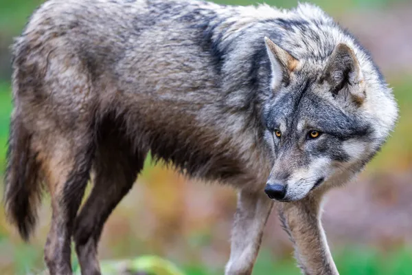 Een Grijze Wolf Het Bos — Stockfoto