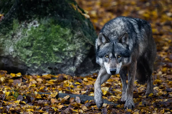 Loup Gris Dans Forêt — Photo