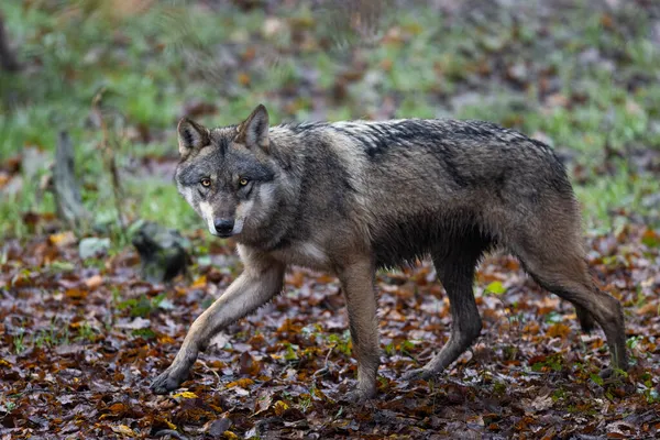 Grå Varg Skogen — Stockfoto