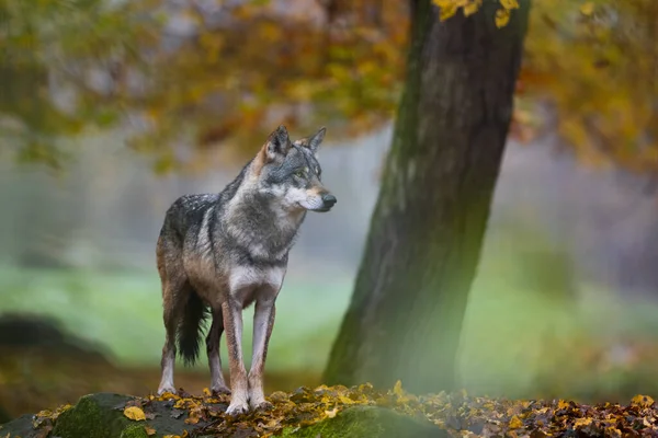 Een Grijze Wolf Het Bos — Stockfoto