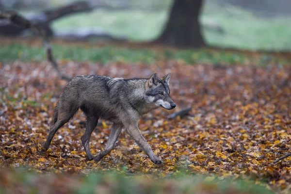Ormanda gri bir kurt