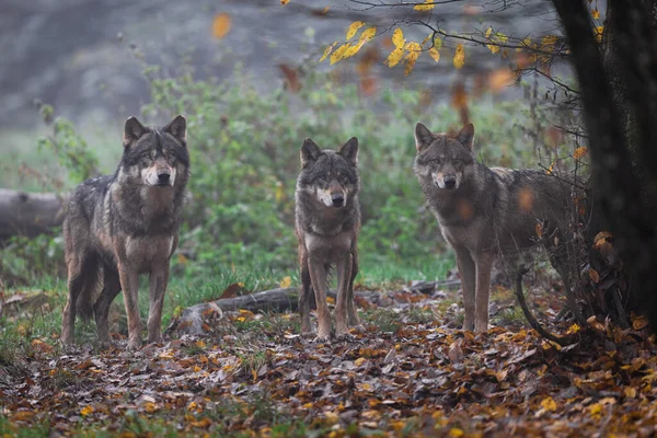 Een Grijze Wolf Het Bos — Stockfoto