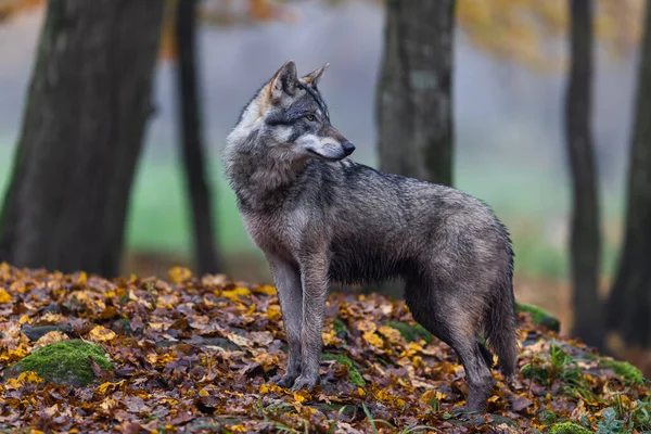 Grå Varg Skogen — Stockfoto