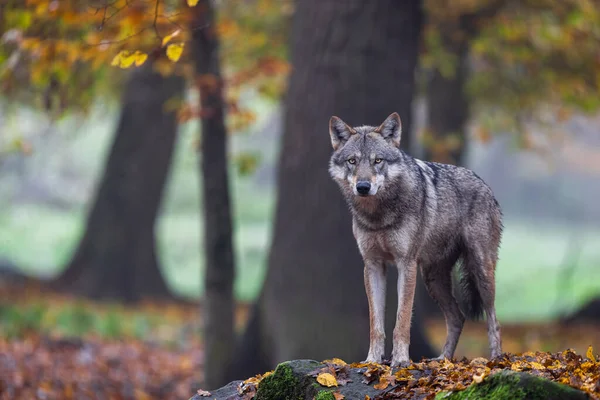 Ormanda gri bir kurt