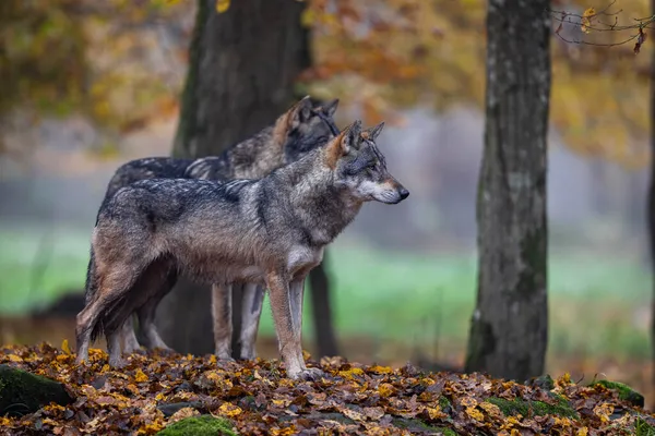 Ein Grauer Wolf Wald — Stockfoto