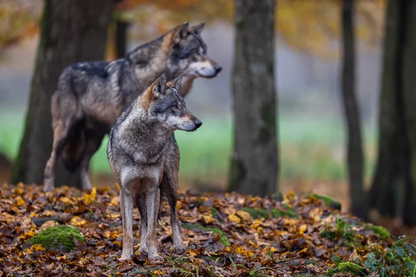 Een Grijze Wolf Het Bos — Stockfoto