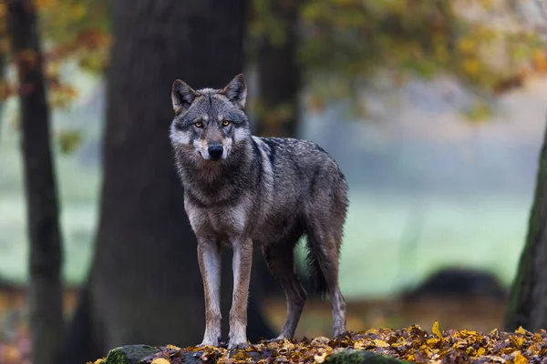 Szary Wilk Lesie — Zdjęcie stockowe