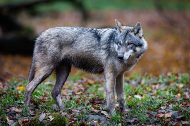 Ormanda gri bir kurt