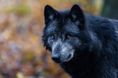 Ormanda bir kara kurt.