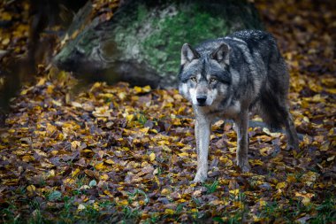 Ormanda gri bir kurt