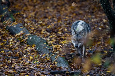Ormanda gri bir kurt