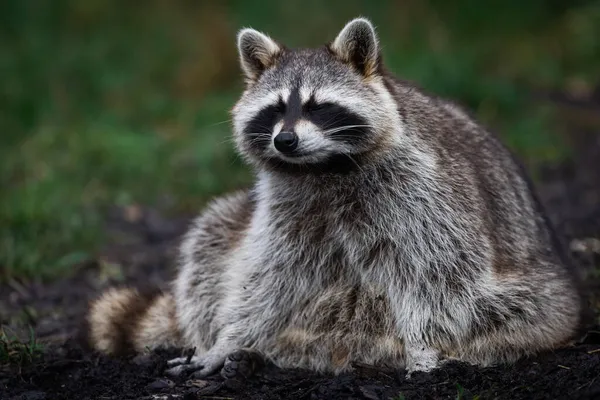 Raccoon Resting Forest — Stock Photo, Image