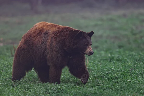 一只黑熊在草地上散步 — 图库照片