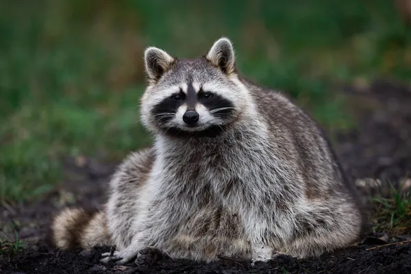 Mapache Descansa Bosque — Foto de Stock