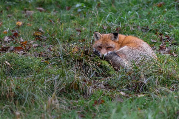 Zorro Rojo Durmiendo Bosque — Foto de Stock