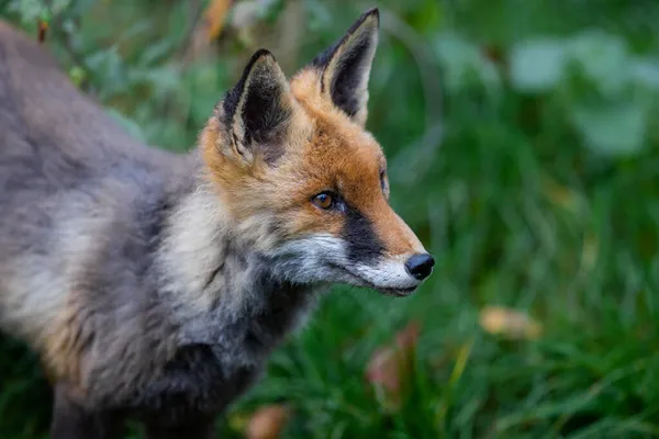 Ein Rotfuchs Geht Durch Den Wald — Stockfoto