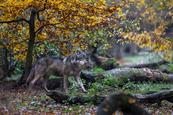 Grey Wolf Forest — Stock Photo, Image