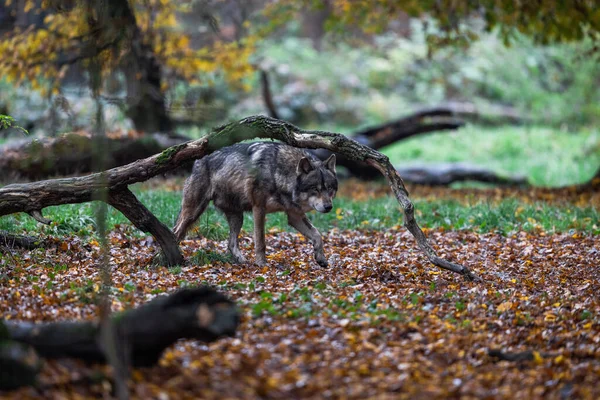 Een Grijze Wolf Het Bos — Stockfoto