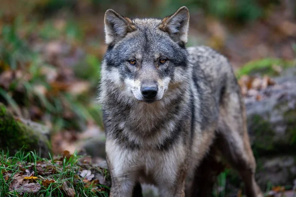 Lupo Grigio Nella Foresta — Foto Stock