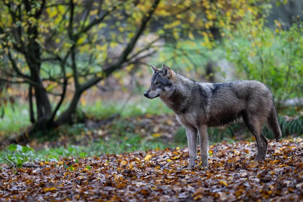 森の中の灰色の狼 — ストック写真