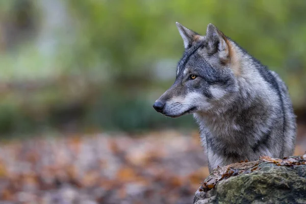 Loup Gris Dans Forêt — Photo