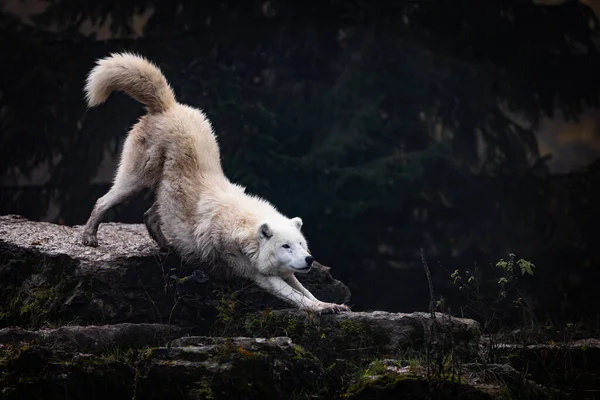 Arktyczny Wilk Spacerujący Lesie — Zdjęcie stockowe