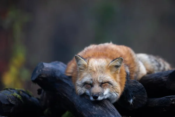 森の中で眠っている赤い狐 — ストック写真