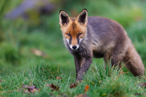 Red Fox Walking Forest — Stock Photo, Image